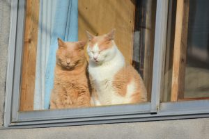 Gatos sentados junto a la ventana